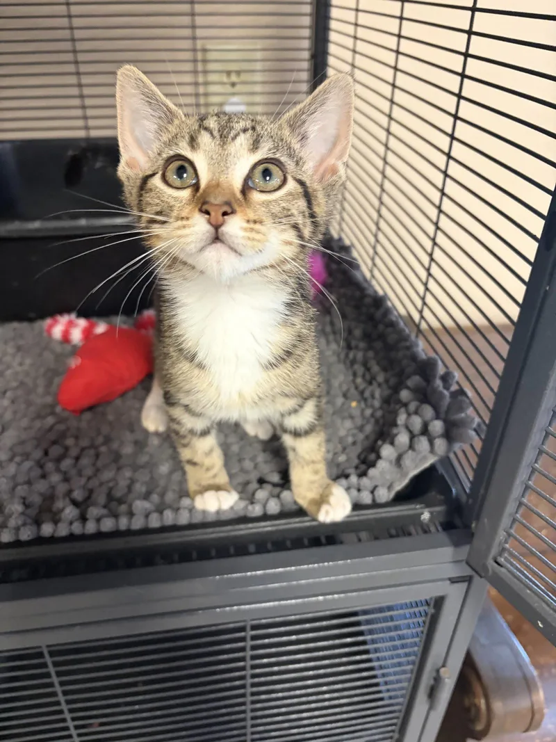 A baby medium-sized male Domestic Short Hair cat named Louie for adoption in Social Circle, GA