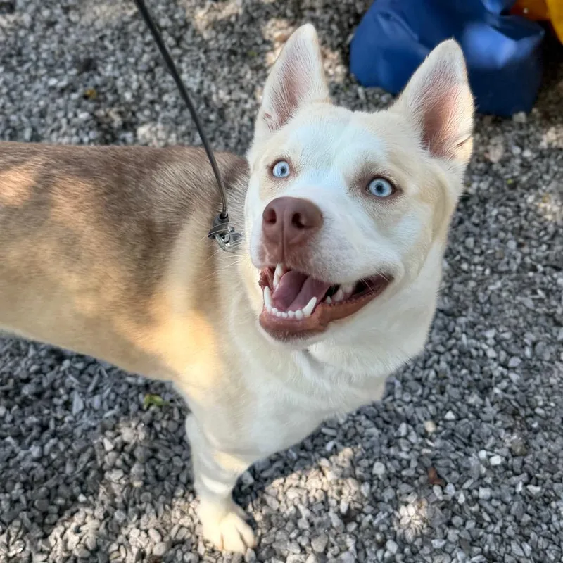 A young medium-sized female White / Cream Mixed Breed dog named Charlotte for adoption in Asheville, NC