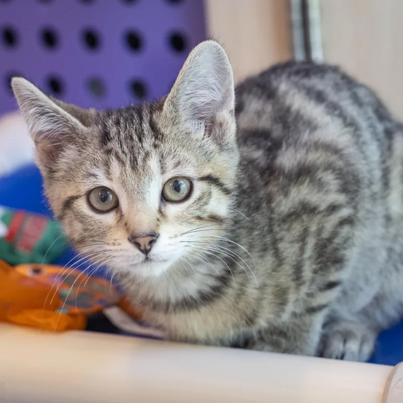 A baby medium-sized female Tabby (Buff / Tan / Fawn) Domestic Short Hair cat named Goose for adoption in Pontiac, MI