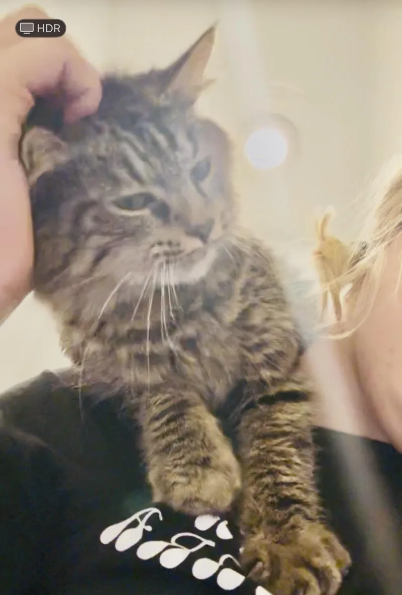 An adult medium-sized male Maine Coon cat named Hazelsee video for adoption in Port Orange, FL