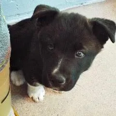 Marigold thumbnail 2