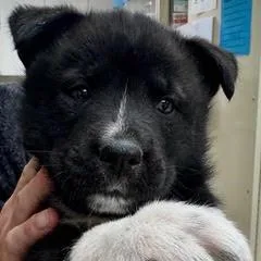 Marigold thumbnail 3