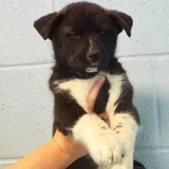 Marigold thumbnail 4