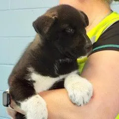 Marigold thumbnail 5