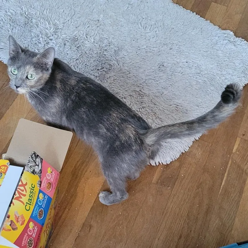 Hush Up Puppie thumbnail 2