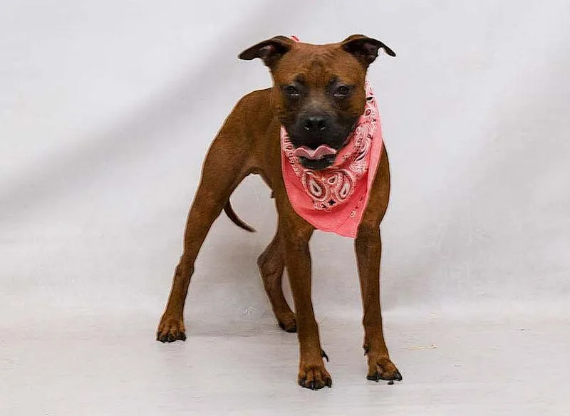 An adult medium-sized female Brown / Chocolate Terrier dog named Delta for adoption in Sanford, FL