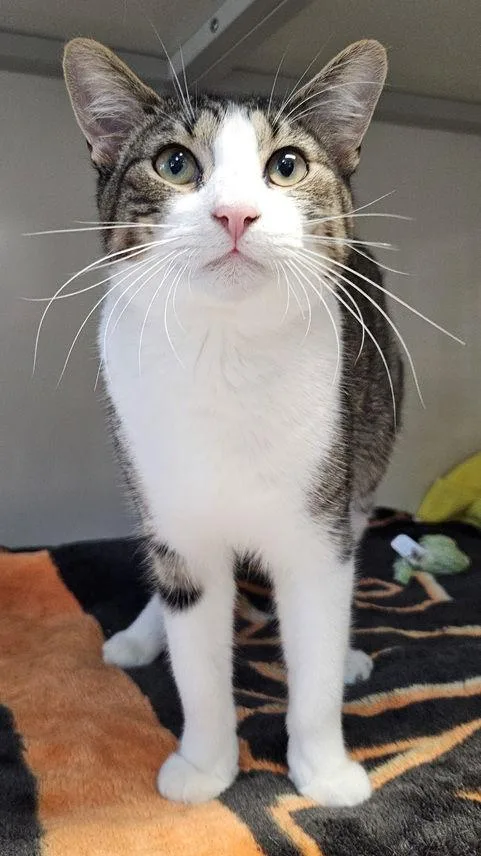 Garfunkel thumbnail 3