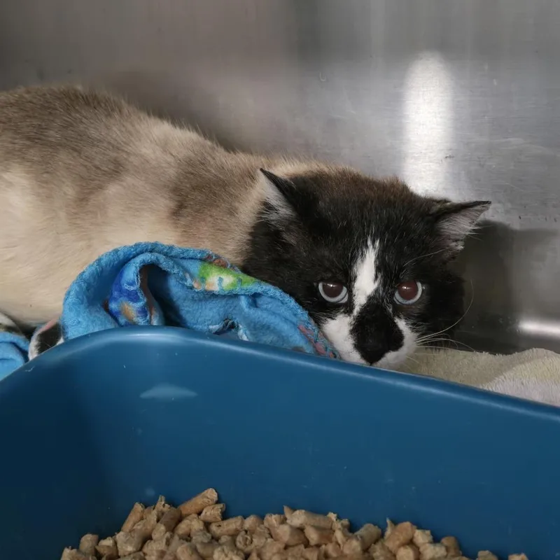 A senior extra large-sized male Black Siamese cat named Newman for adoption in Tawas City, MI
