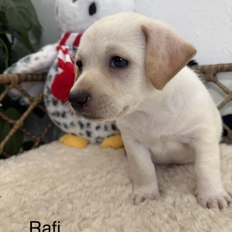 Rafi thumbnail 3