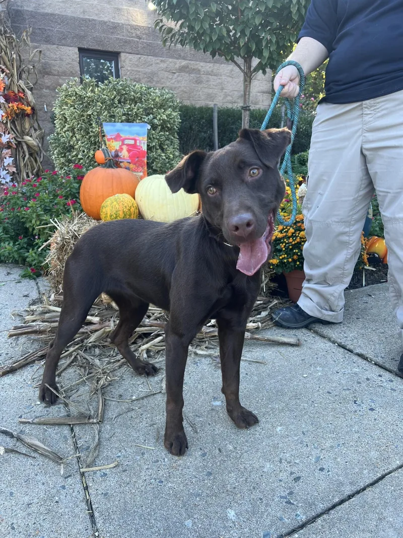 A young medium-sized female Brown / Chocolate Pointer dog named Ginger for adoption in Ashland, VA