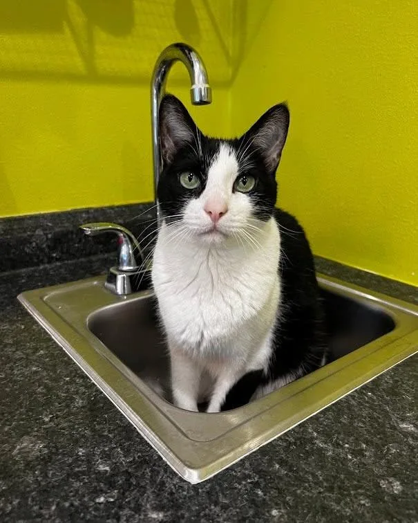 An adult medium-sized male Black & White / Tuxedo Domestic Short Hair cat named Kenley for adoption in Flint, TX