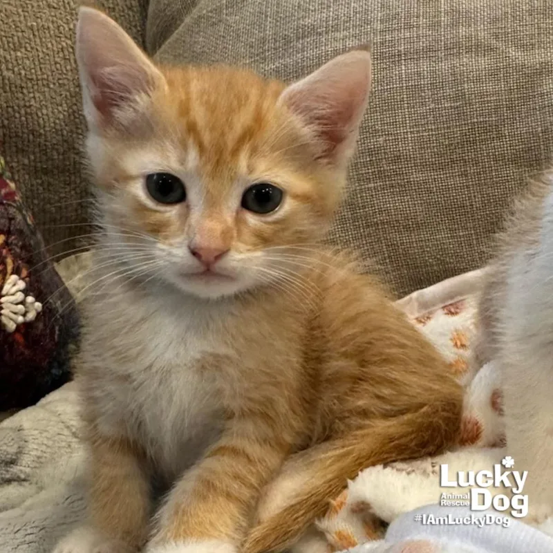A baby medium-sized female Orange / Red Domestic Short Hair cat named Kelly for adoption in Washington, DC
