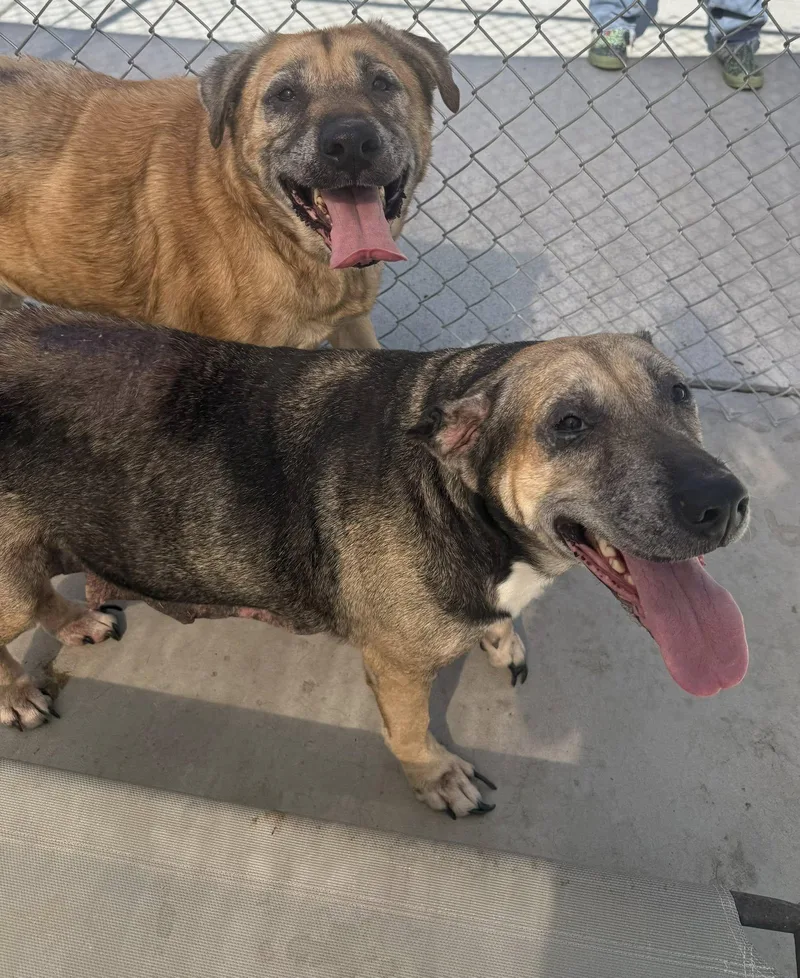 Roxie And Draco Bonded thumbnail 2