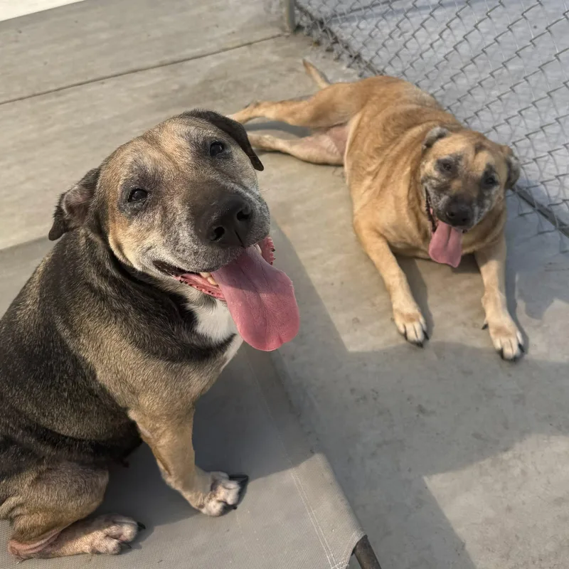 Roxie And Draco Bonded thumbnail 4