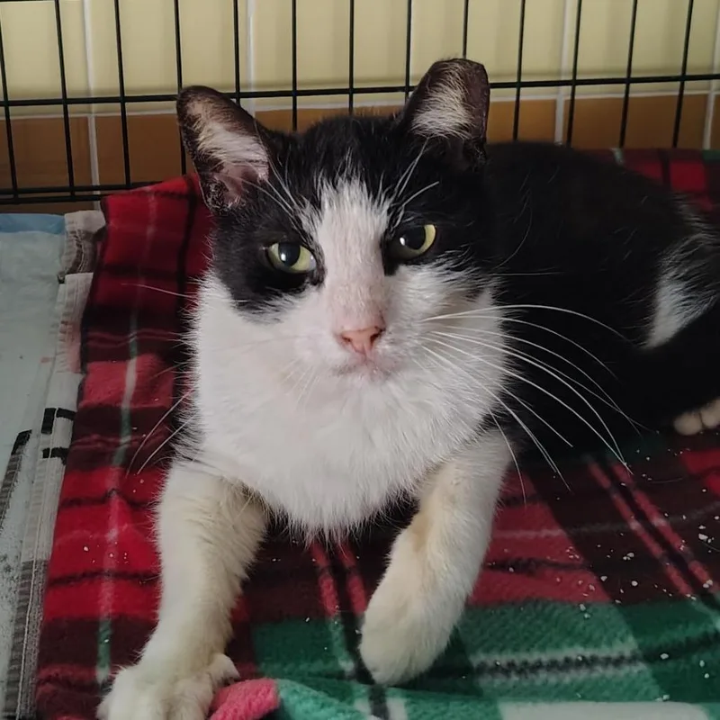 Peter Piper thumbnail 2