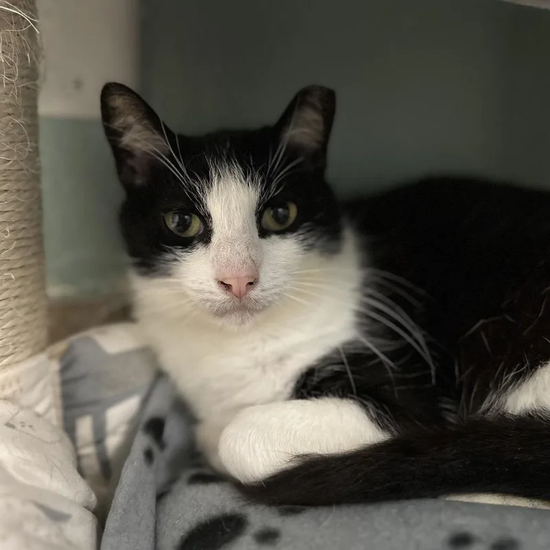 Peter Piper thumbnail 3