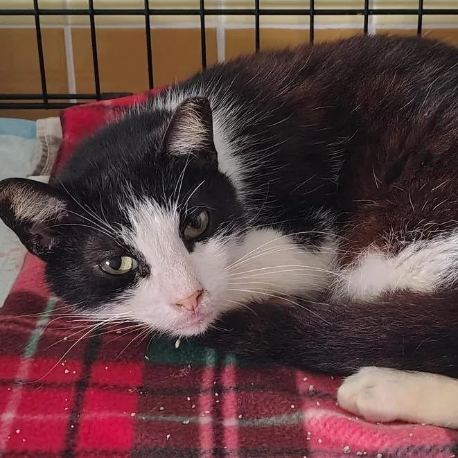 Peter Piper thumbnail 4