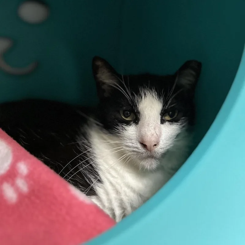 Peter Piper thumbnail 5