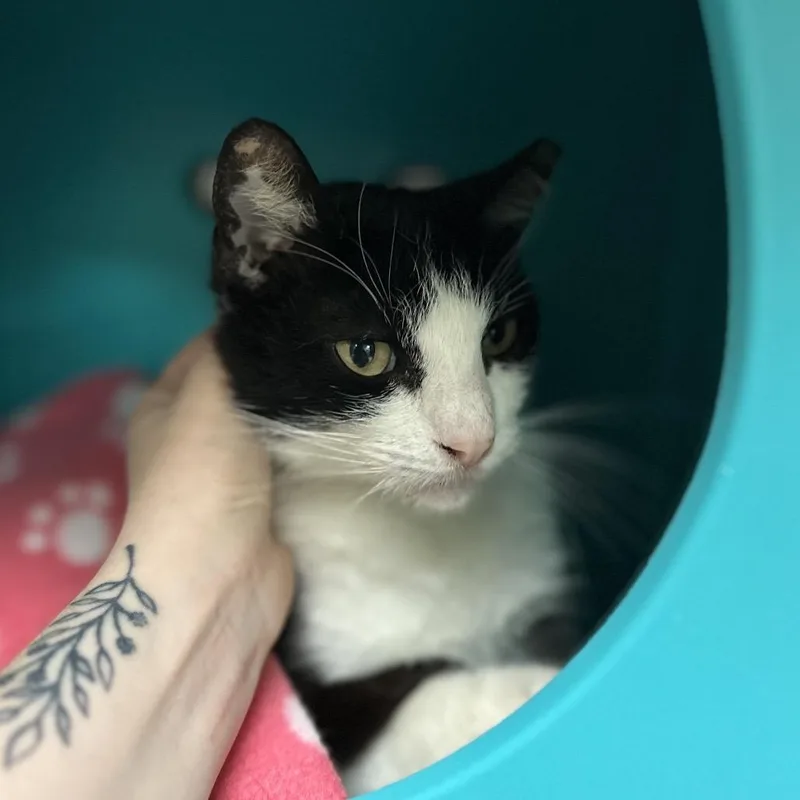 Peter Piper thumbnail 6