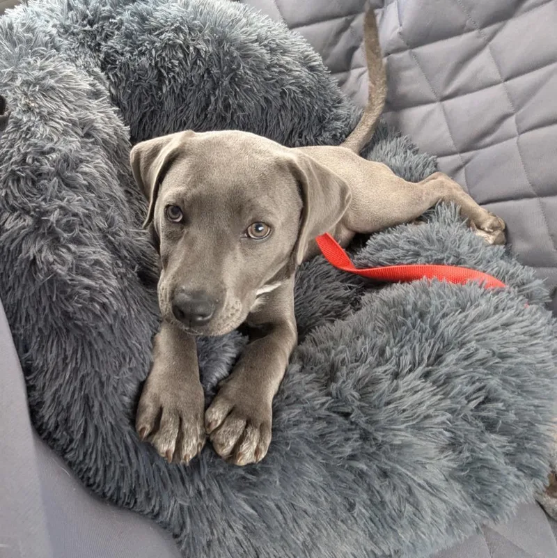 A baby large-sized female Labrador Retriever dog named Misty for adoption in Murphysboro, IL