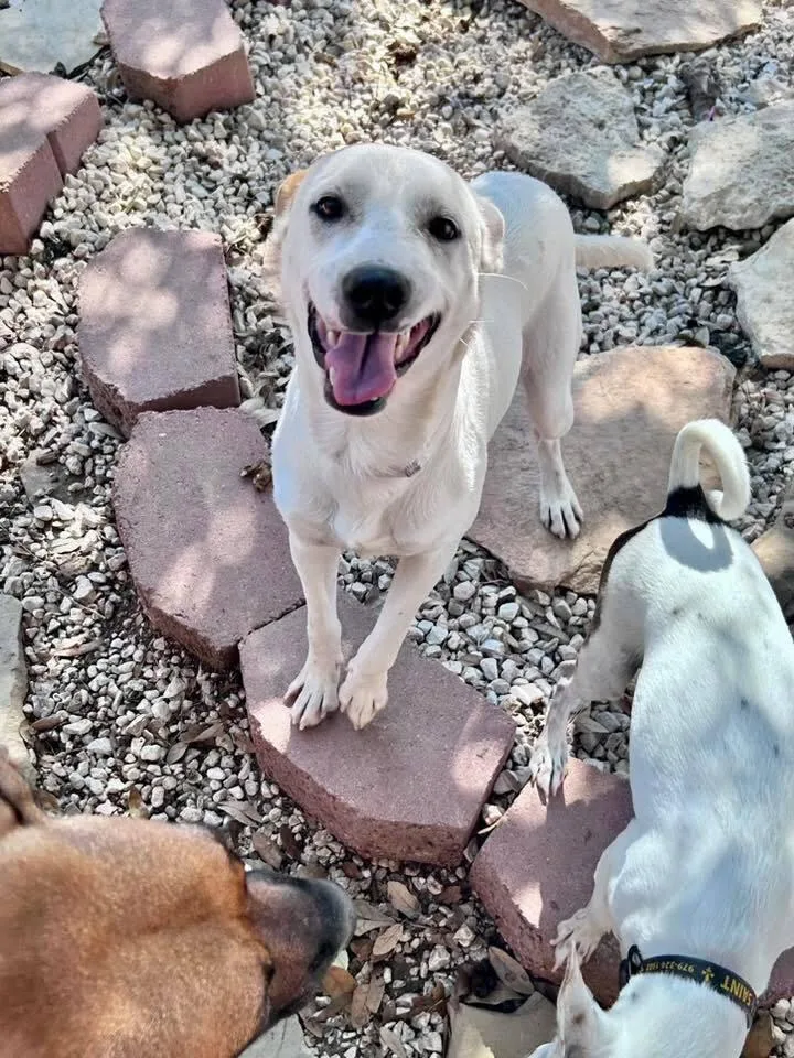 Cam Camalion thumbnail 2