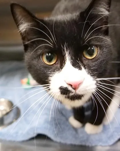 A young small-sized male Domestic Short Hair cat named Milo James for adoption in Fishers, IN