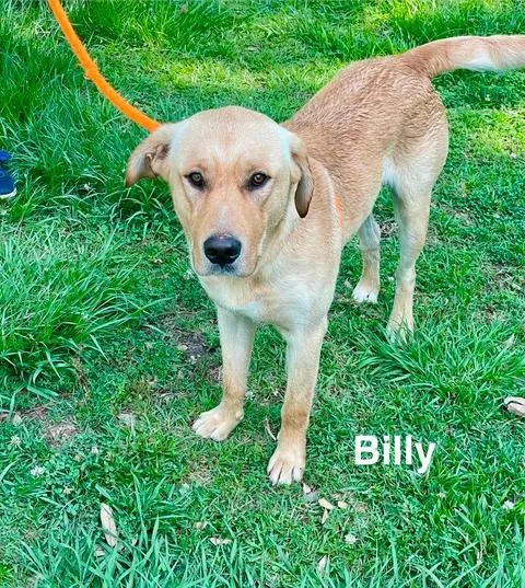 A young large-sized male Apricot / Beige Yellow Labrador Retriever dog named Billy for adoption in Madisonville, LA