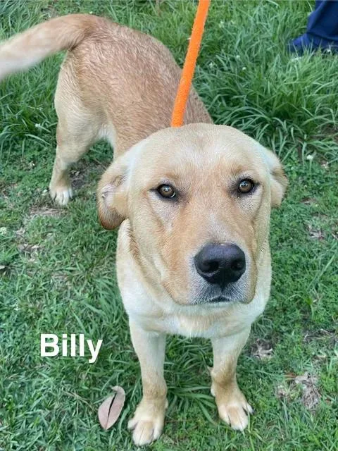Billy thumbnail 2
