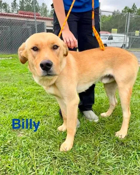 Billy thumbnail 4
