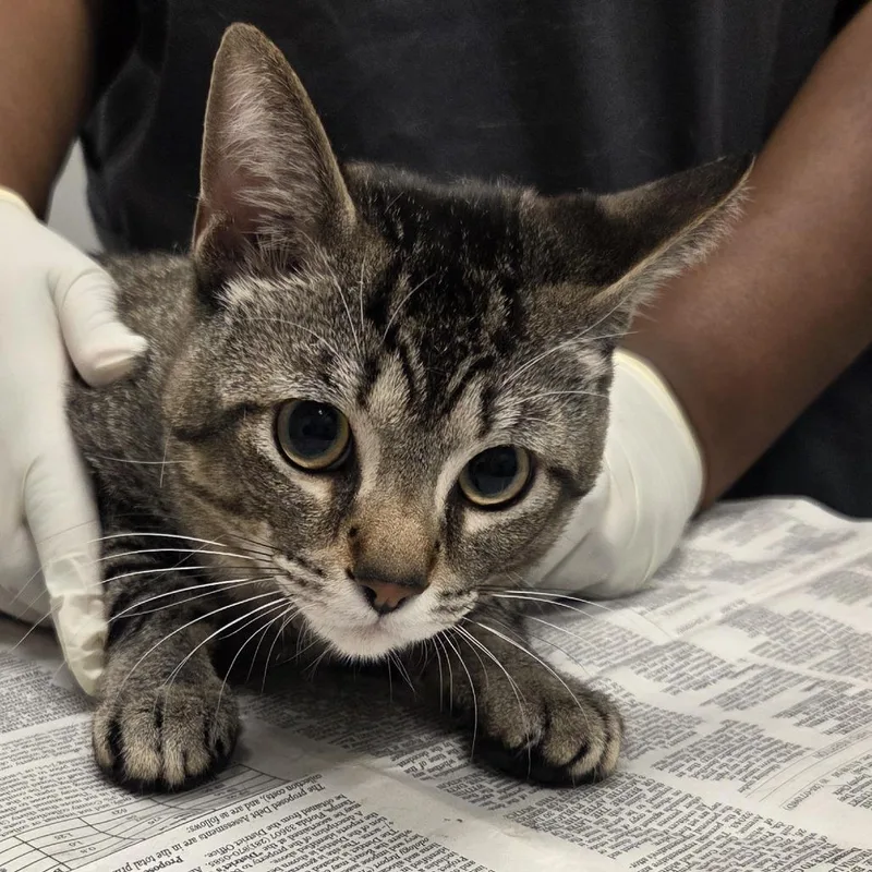 A young medium-sized male Brown / Chocolate Domestic Short Hair cat named Cyrus for adoption in Jacksonville, FL