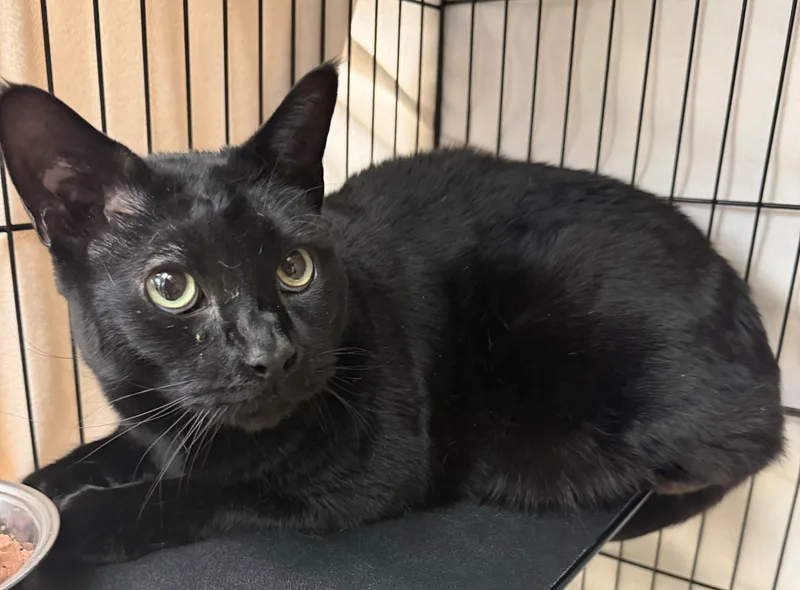 An adult extra large-sized male Black Domestic Short Hair cat named Stu for adoption in Hudson, NY