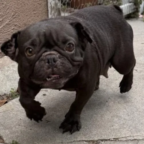 An adult small-sized female French Bulldog dog named Dahlia for adoption in Los Angeles, CA