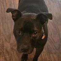 An adult large-sized male American Staffordshire Terrier dog named Shadow for adoption in Richboro, PA