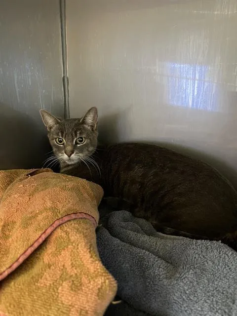 A young small-sized female Domestic Short Hair cat named Cowgirl for adoption in Santa Cruz, CA