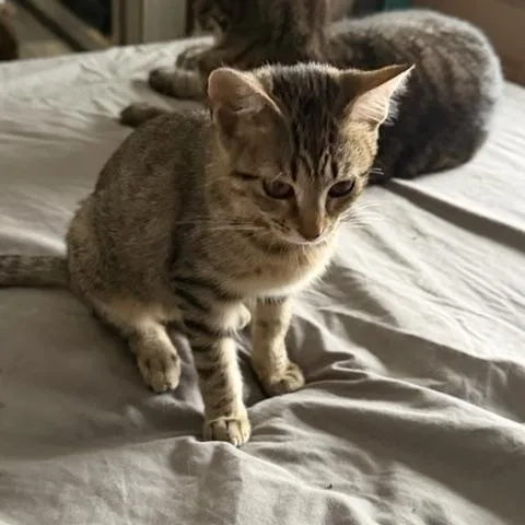 A baby medium-sized female Tabby (Brown / Chocolate) Domestic Short Hair cat named Daisy for adoption in Puyallup, WA