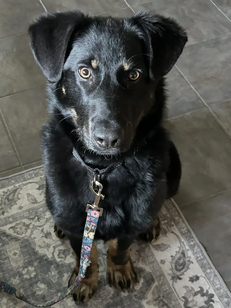 A young medium-sized male Shepherd dog named Buddy for adoption in Monticello, NY