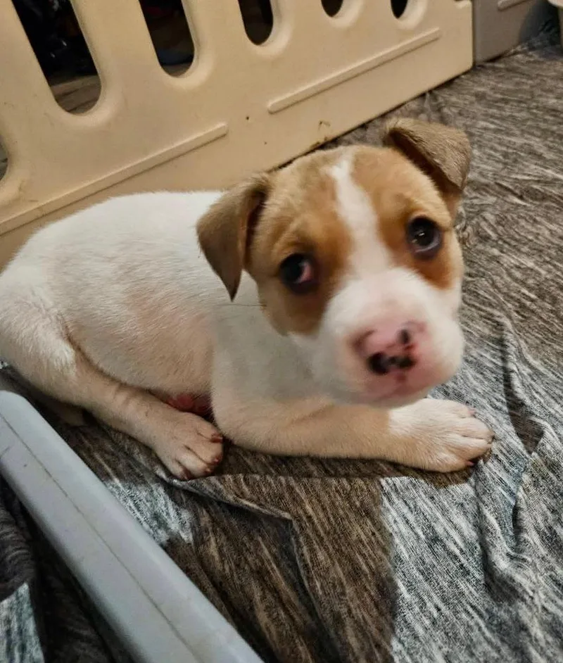 A baby medium-sized female Hound dog named Teeter for adoption in Shawnee, OK
