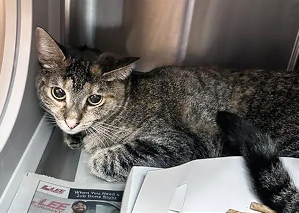 An adult medium-sized female Tabby (Brown / Chocolate) Domestic Short Hair cat named Rosie for adoption in Nashville, TN