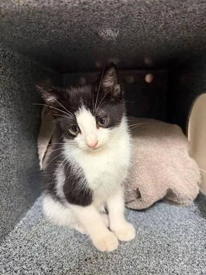A baby small-sized female Domestic Short Hair cat named Rabbit for adoption in Irving, TX