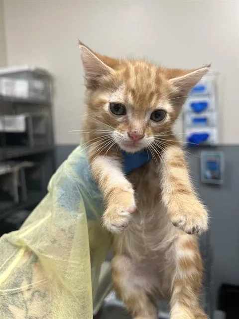 A baby small-sized male Domestic Medium Hair cat named Carl for adoption in Las Vegas, NV