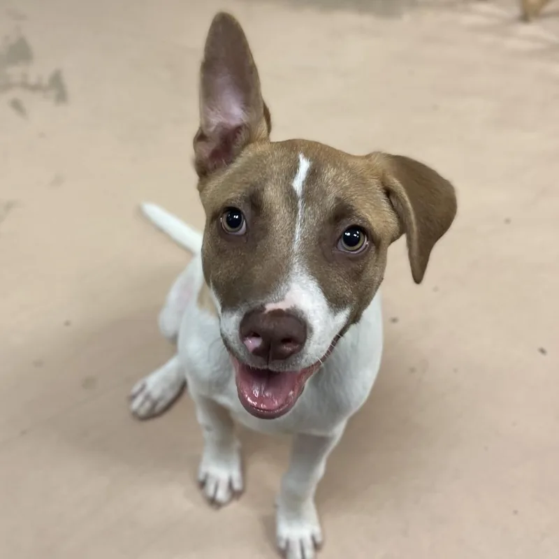 A baby small-sized female Yellow / Tan / Blond / Fawn Terrier dog named Tourmaline for adoption in Walden, NY