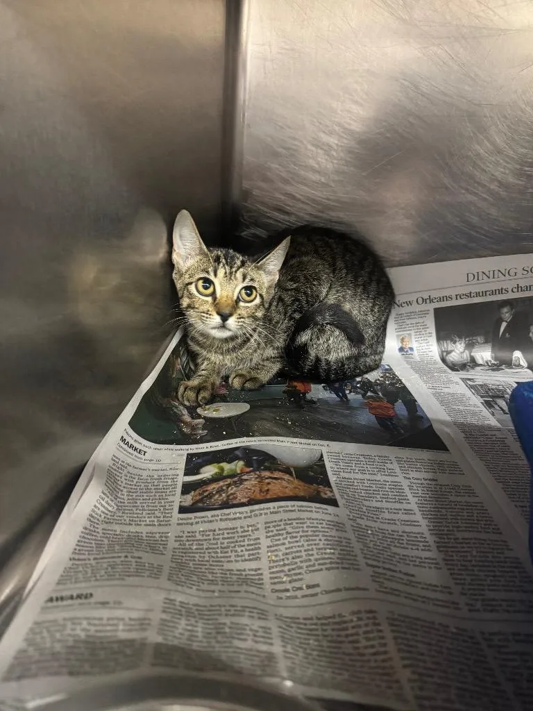 A baby medium-sized female Domestic Short Hair cat named Canary for adoption in Sorrento, LA
