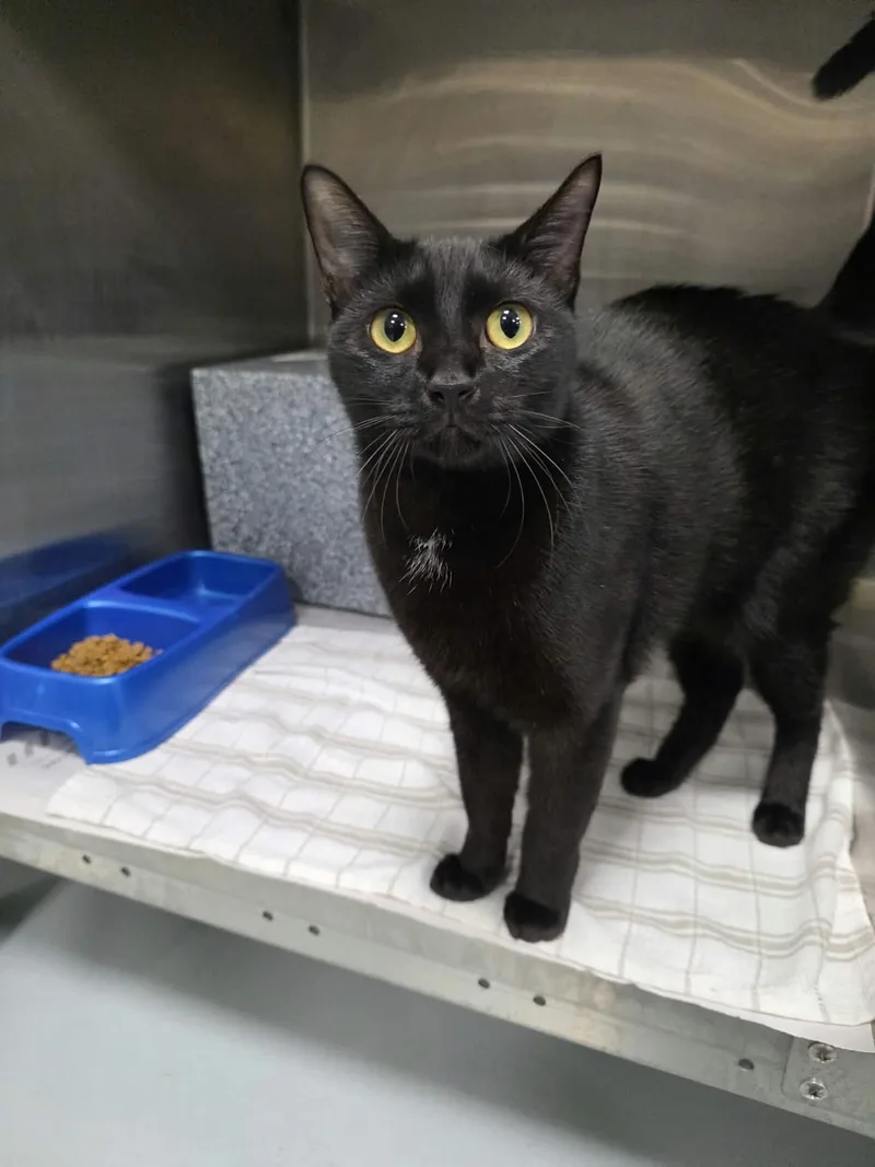 A young medium-sized male Black & White / Tuxedo Domestic Short Hair cat named Doug for adoption in Umatilla, FL