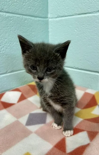 An adult small-sized female Domestic Short Hair cat named Konsti for adoption in Spruce Pine, NC