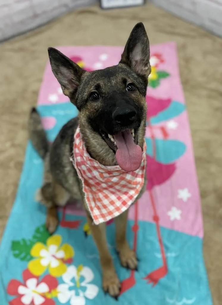 A young medium-sized female Mixed Breed dog named Clem for adoption in Detroit, MI