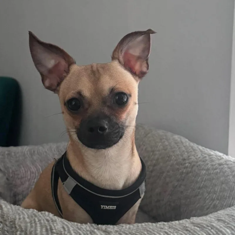 A young small-sized male Yellow / Tan / Blond / Fawn Chihuahua dog named Wayne for adoption in Warren, RI