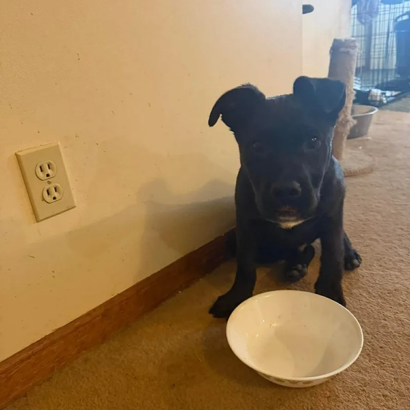 A young small-sized male Black Labrador Retriever dog named Jalepeno for adoption in Farmersville, OH