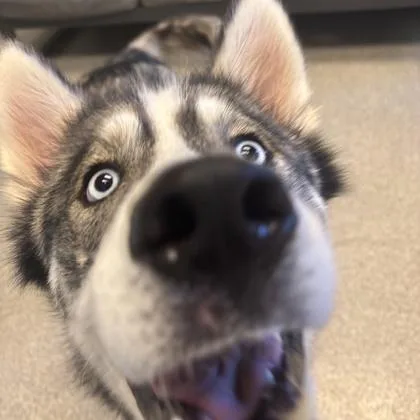 An adult large-sized female Gray / Blue / Silver Mixed Breed dog named Loki for adoption in Lansing, MI