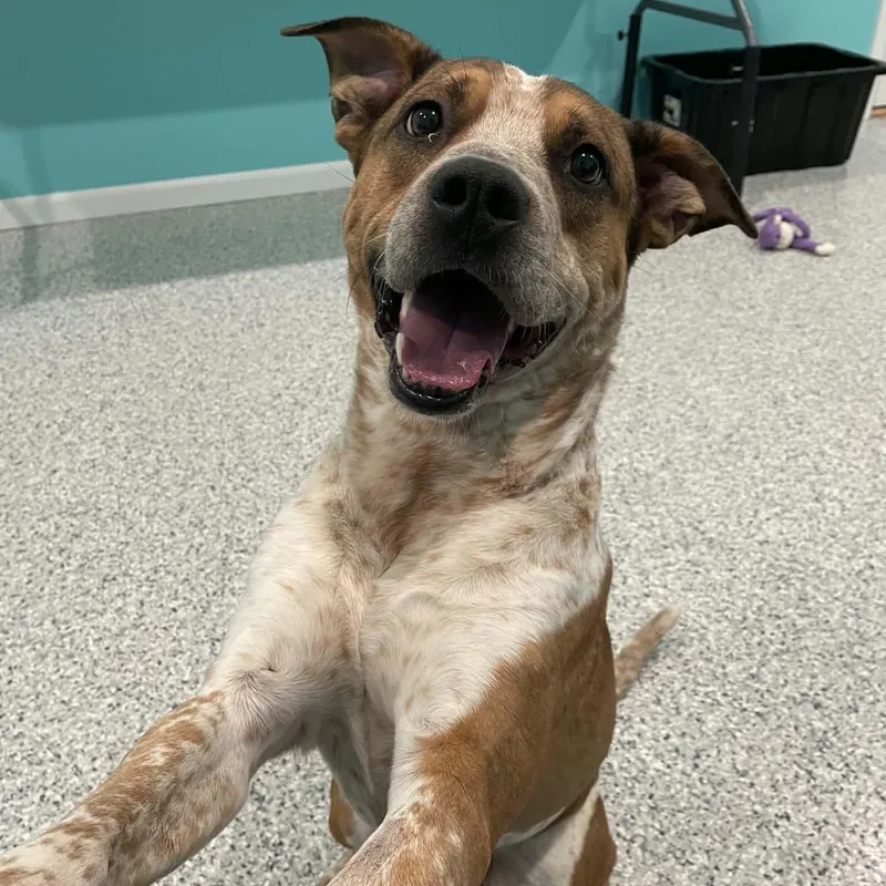 An adult large-sized male Mixed Breed dog named Spencer for adoption in Hutchinson, MN
