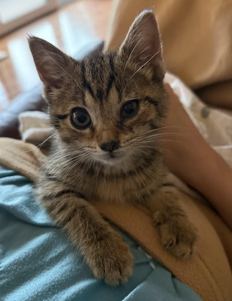 A baby small-sized female Tabby (Brown / Chocolate) Domestic Short Hair cat named Stella for adoption in CANONSBURG, PA